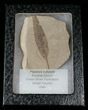 Fossil Populus Leaf - Green River Formation #16289-1